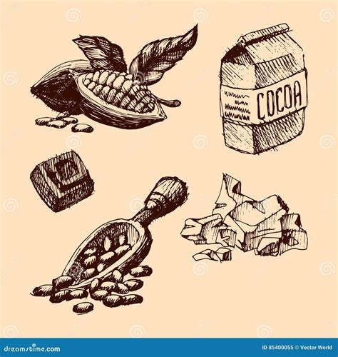 Vector Cocoa Hand Drawn Sketch Illustration Stock Vector