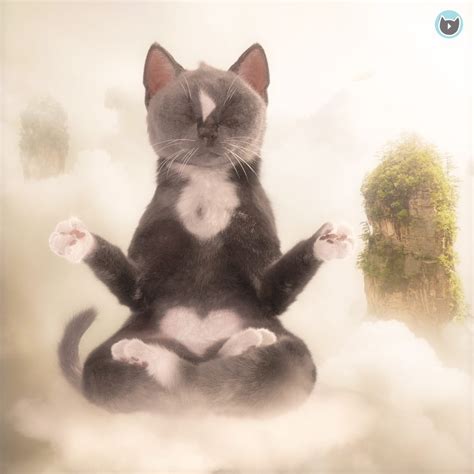 Cat Meditation Felini Kitty Zen Master Floating On Cloud