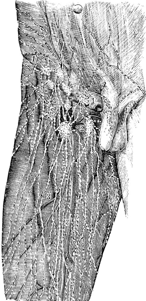 Lymphatics Of Groin And Thigh Clipart Etc