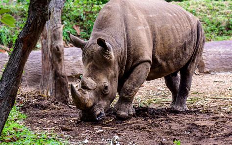 Brève Iman La Dernière Rhinocéros De Sumatra En Malaisie Est Morte