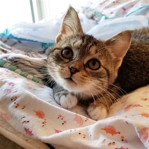 Meet Fiona The Incredibly Cute Incontinent Kitten Who Is Searching For Her Forever Home Meow