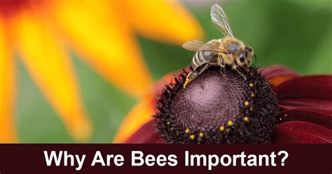 Why Are Bees Important Scifaqs