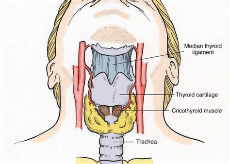 Anatomy Of The Throat Slidedocnow