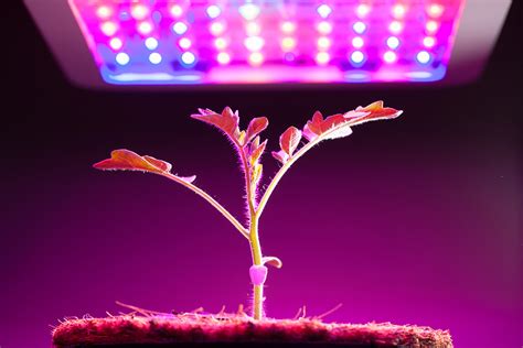 Grow Lights For Indoor Plants And Indoor Gardening An Overview