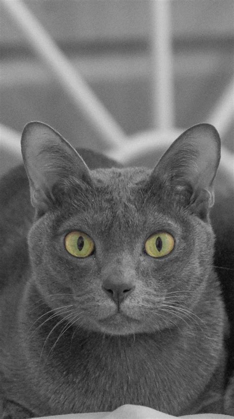 Contact us once you intend to adopt. Russian Blue Wallpapers - Top Free Russian Blue ...