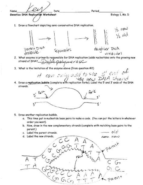 Dna Structure And Replication Worksheet Answer Key Pdf Models Of Dna