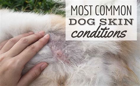 Top 10 Black Spots On Dogs Hair Follicles You Need To Know