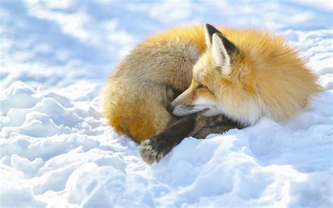 Fox Sleeping On Snowy Field Hd Wallpaper Wallpaper Flare