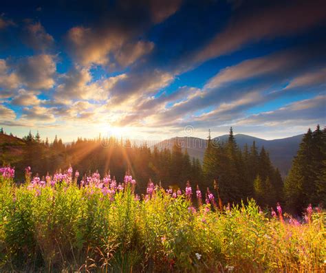 Beautiful Autumn Landscape In The Mountains With Pink