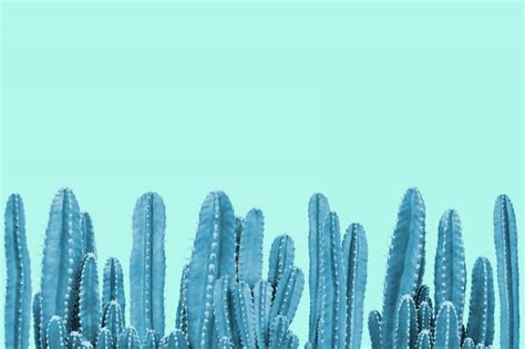 Premium Photo Blue Cactus On Turquoise Background