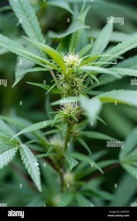 The Top Of A Flowering Cannabis Indica Plant Stock Photo Alamy