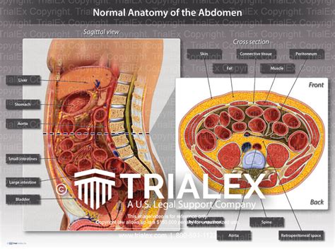 Normal Anatomy Of The Abdomen Saggital And Cross Sectional View My XXX Hot Girl