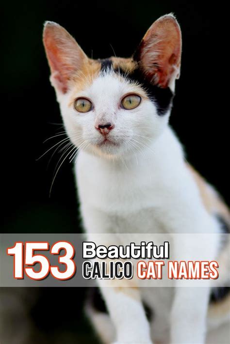 153 Beautiful Calico Cat Names Pawsome Cattitude And