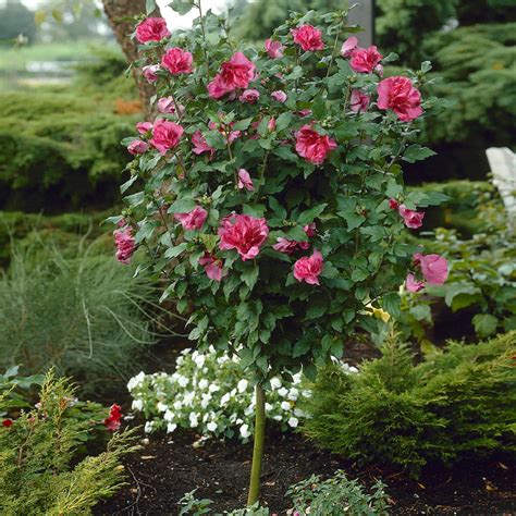 Red Rose Of Sharon Althea Trees For Sale