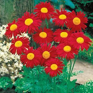 Pyrethrum Tanacetum Coccineum Robinson S Red Painted Daisy From Moose