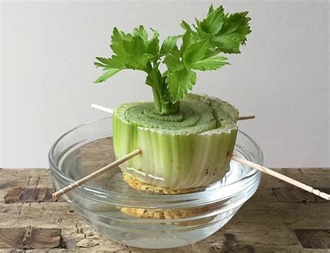 How To Regrow Celery From Scraps Regrow Celery Growing Celery