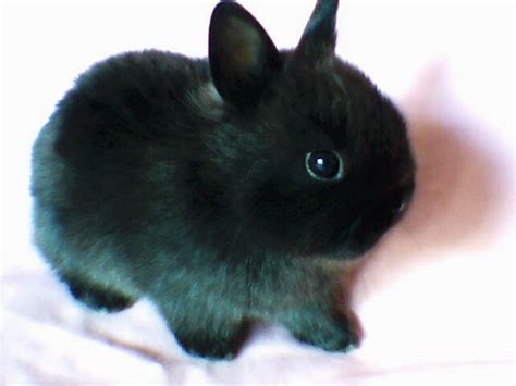 Black Netherland Dwarf Bunny Hes So Cute And Fluffy