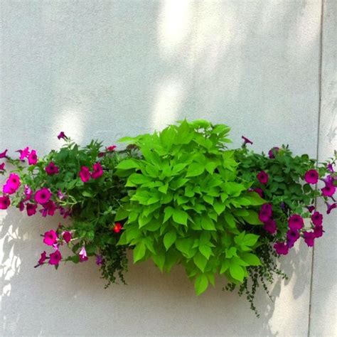 Sweet Potato Creeping Jenny Purple Wave Petunia Wizard Coleus Rio