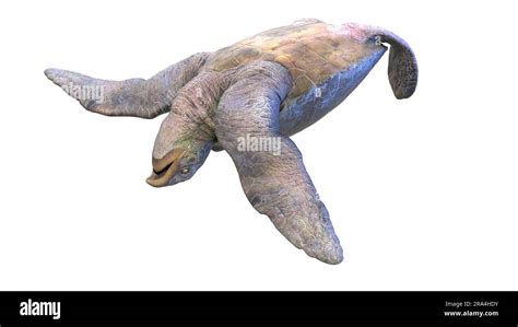 Archelon Prehistoric Turtle Illustration Stock Photo Alamy