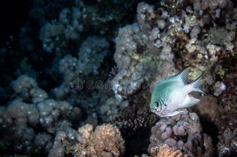 A Fish Swims Along A Coral Reef In The Red Sea Stock Photo Image Of