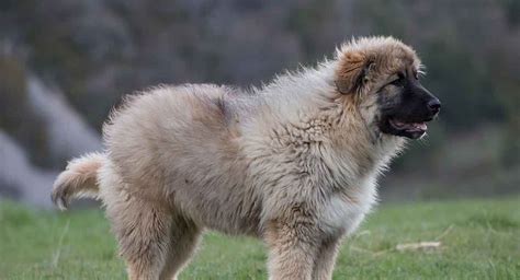 Russian Bear Dog Are You Really Ready For A Caucasian Shepherd