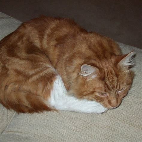 Lost Cat Gingerwhite Cat Called George Shipton Under Wychwood Area