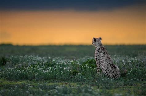 Serengeti Cheetah Sunset Wildlife Photography Wildlife Nature Animals