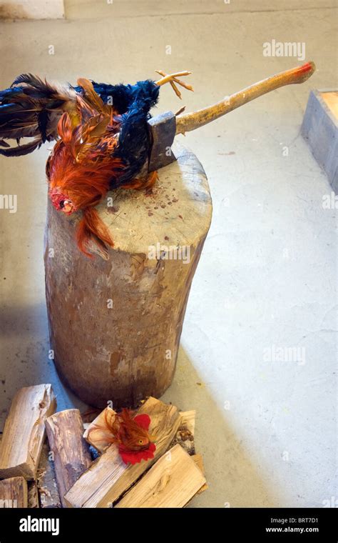 Model Of A Rooster With Its Head Chopped Off By An Axe Stock Photo Alamy