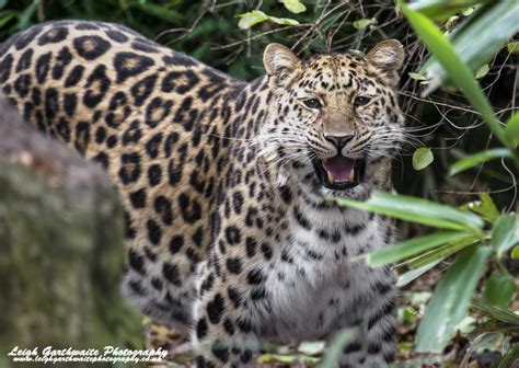Amur Leopard Panthera Pardus Orientalis © Copyright Leig Flickr