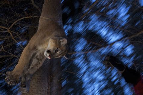 Darted Cougar Lowered From A Tree
