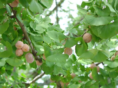 The large numbers of fruit drop from the tree, not only making a mess, but the squashed fruit also unleashes a rather unpleasant odor. Ginkgo -Sex Education 101 | What Grows There :: Hugh ...