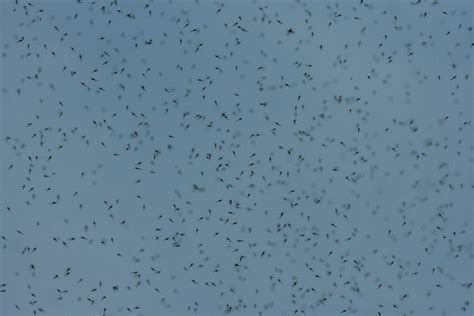 Swarm Of Gnats Flickr Photo Sharing