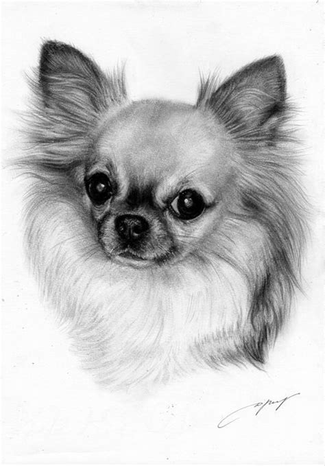 Chihuahua Painting Petdrawings Paintings And Prints Animals Birds