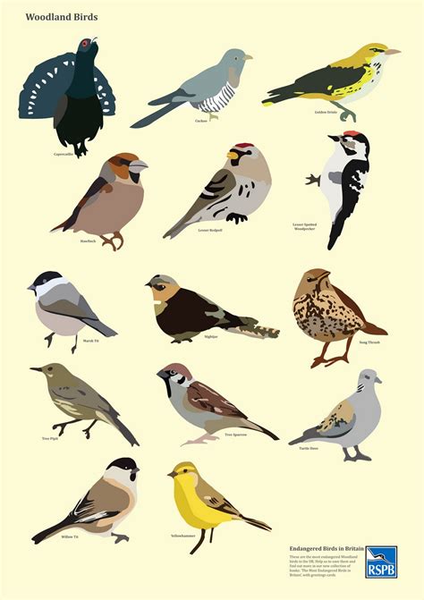 Bird In Everything Bird Poster