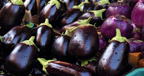 eggplant nutrition facts health benefits uses and recipes