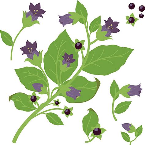 Royalty Free Deadly Nightshade Clip Art Vector Images And Illustrations