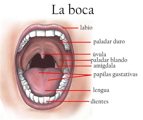 ¿qué Es El Cáncer Oral Dentaltix