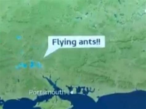 Flying Ant Day 2020 Swarms Of Millions Of Flying Ants Show Up As Rain