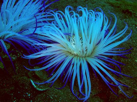 Displaying 16 Images For Blue Sea Anemone Sea Anemone Ocean