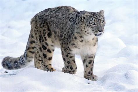 9 Characteristics Of Snow Leopards Wildlife Informer