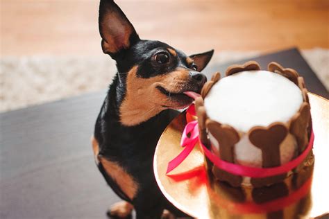 Use the day you met them! Dog birthday gifts: A couple of ideas for you | Tractive