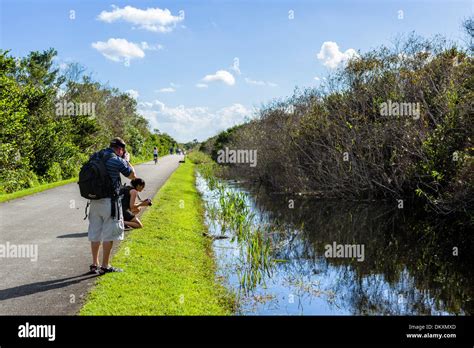 Tourist Photographing A Baby American Alligator On The Shark Valley