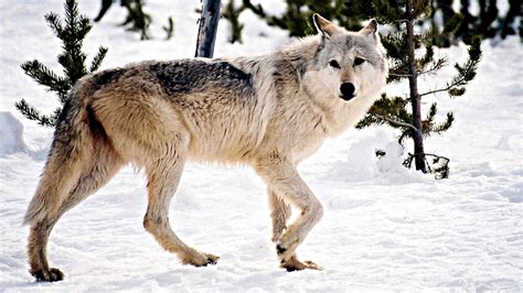 Californias Gray Wolves Kqed