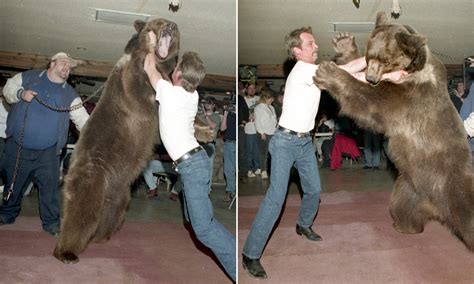 How To Wrestle A Bear Indie Watch Bear Country Bear Bronson Bear