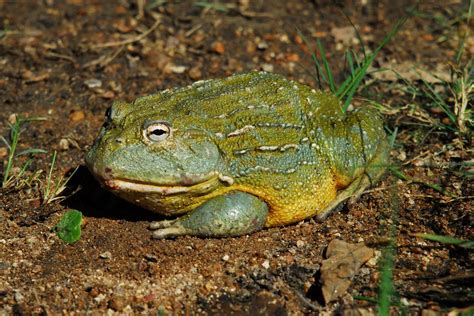 African Bullfrog Facts And Pictures