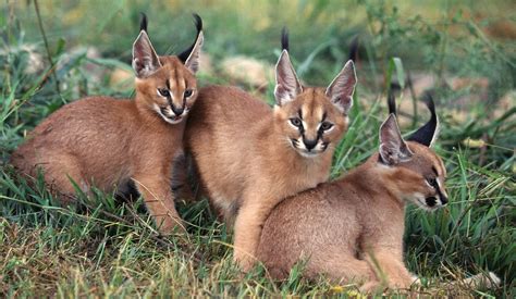 Three Caracals Wallpapers Hd Desktop And Mobile Backgrounds