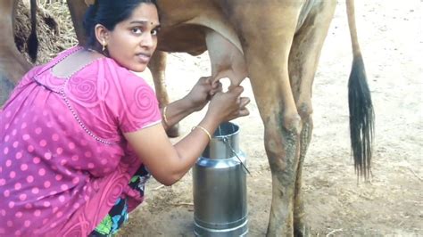 Cow Milking Cow Milking By Hand How To Milk A Cow How To Milk A