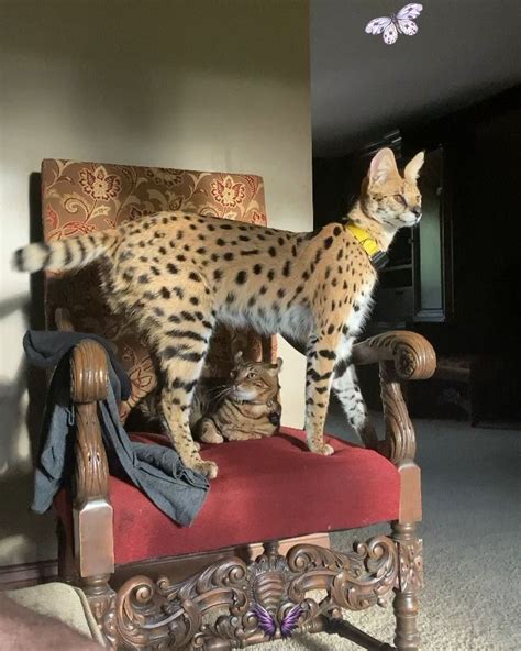Savannah Cat Serval I 2020 Djur