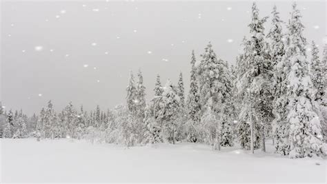Falling Snow In A Winter Park With Snow Covered Trees Slow Motion