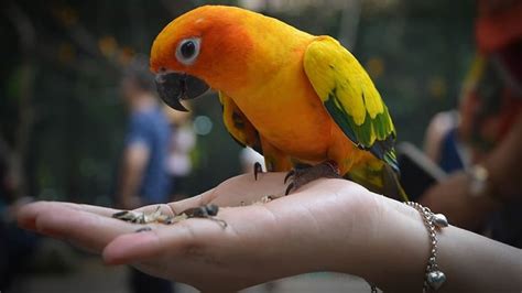 Macam Macam Burung Peliharaan Yang Bisa Kamu Pelihara Di Rumah Kepogaul